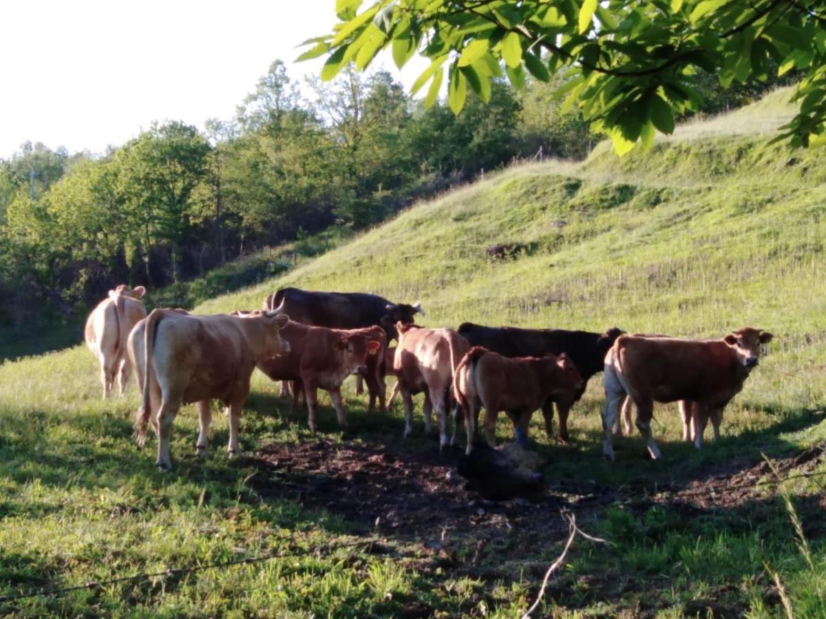 Cavizzano 028 - Agriturismo "Il Boschetto" Con Piscina, Pace E Natura - Camera Familiare מראה חיצוני תמונה